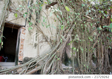 Old tree roots covered walls and floor. 21729262