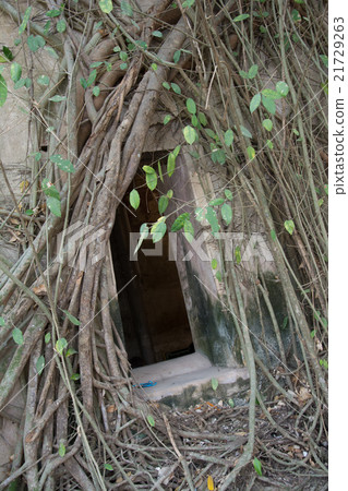 Old tree roots covered walls and floor. Old tree roots covered walls and floor. 21729263