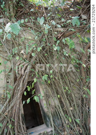 Old tree roots covered walls and floor. Old tree roots covered walls and floor. 21729264