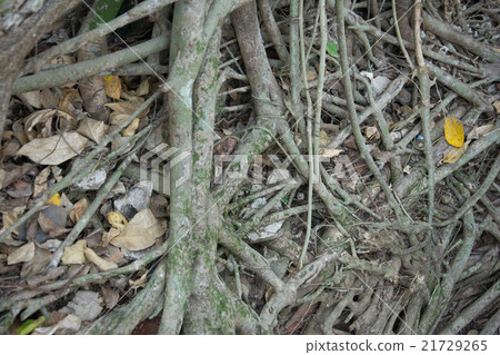 Old tree roots covered walls and floor. Old tree roots covered walls and floor. 21729265