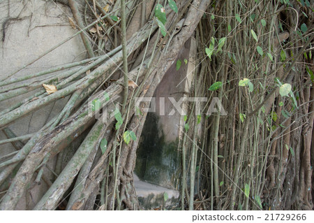 Old tree roots covered walls and floor. Old tree roots covered walls and floor. 21729266
