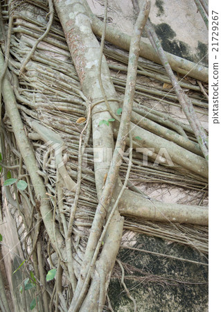 Old tree roots covered walls and floor. 21729267