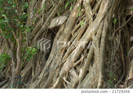 Old tree roots covered walls and floor. Old tree roots covered walls and floor. 21729268
