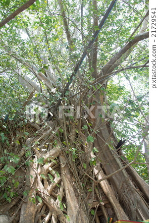Old tree roots covered walls and floor. 21729541