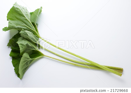 Butterbur 1 21729668