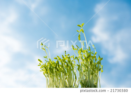Blue sky and young leaves 21730380