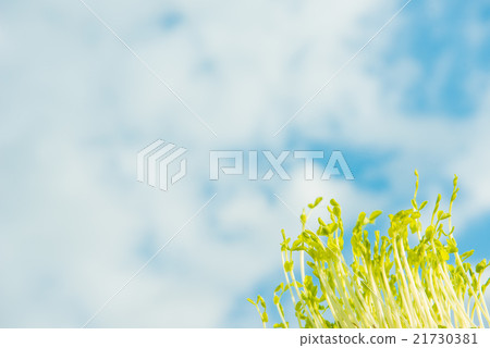 Sky and young leaves Sky and young leaves 21730381