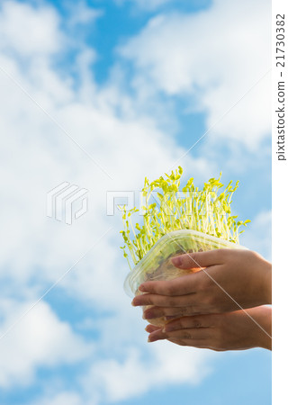 Sky and young leaves 21730382