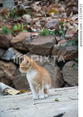 Funny baby cat Funny baby cat 21730415