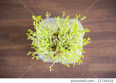 Vegetable cultivation 21730418