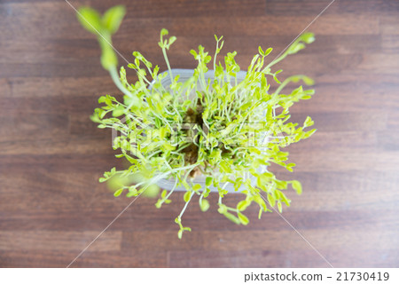 Kitchen cultivation 21730419