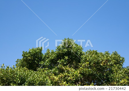 Fresh green and empty back 21730442