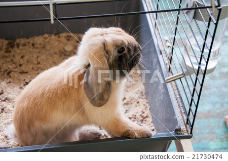 Dwarfish Rabbit Rex Sateen Dwarfish Rabbit Rex Sateen 21730474