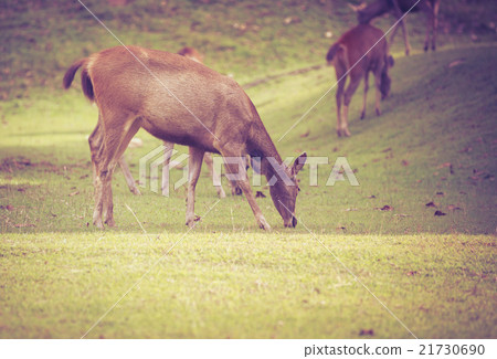 Deer in forest. Animals in natural environment. Deer in forest. Animals in natural environment. 21730690