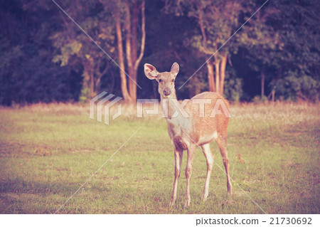 Deer in forest. Animals in natural environment. Deer in forest. Animals in natural environment. 21730692