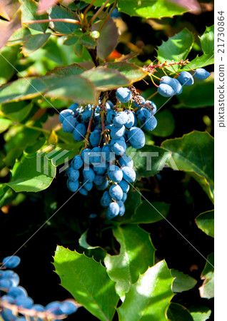 Mahonia aquifolium evergreen shrubs 21730864