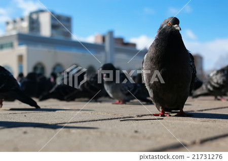 doves on the background of the city doves on the background of the city 21731276