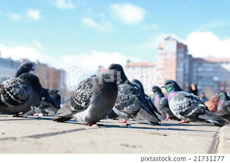 doves on the background of the city doves on the background of the city 21731277
