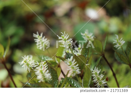 Hitoshizuka (single person) 21731389