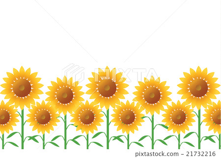 sunflower sunflower 21732216