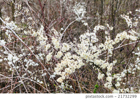 blossoms of thorny shrub hawthorn in spring 21732299