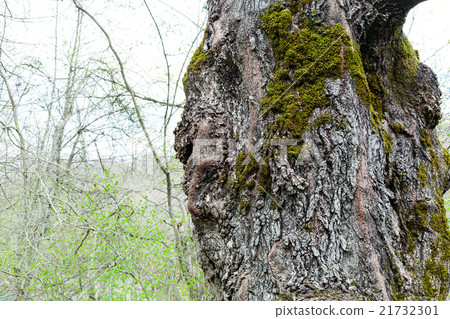 bark of old poplar tree and green forest growth 21732301