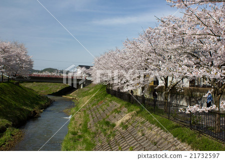津田河的櫻花盛開 21732597