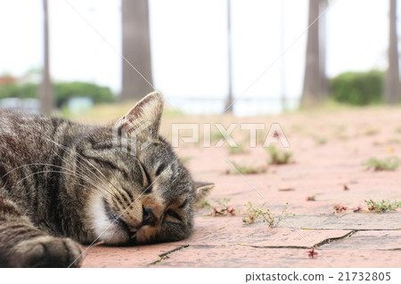 Stray cats sleeping at the roadside of the park Stray cats sleeping at the roadside of the park 21732805