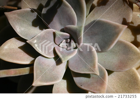 Ekebelia 01 21733255