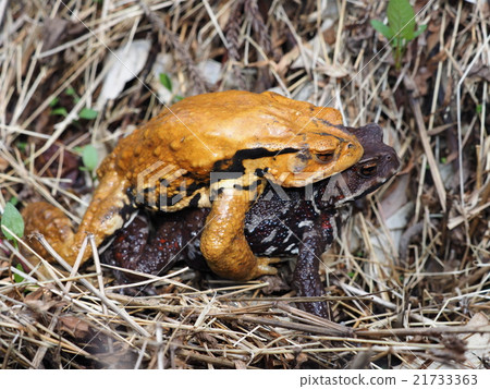 Azuma toad - Stock Photo [21733363] - PIXTA