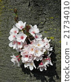 櫻花花束 21734010
