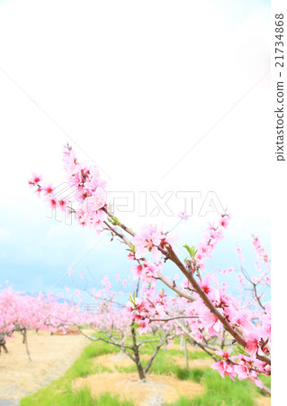 Cute peach blossoms 21734868