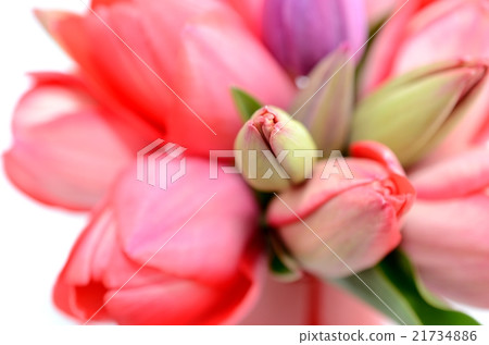 Flower background 21734886