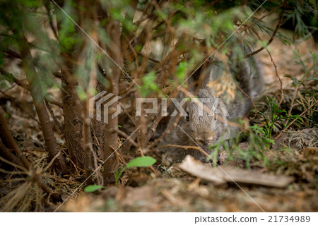 Rabbit is Beautiful Animal of Nature 21734989