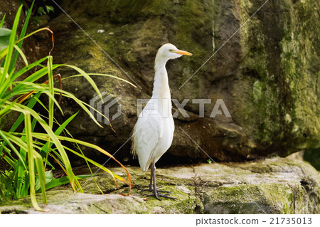 The cattle egret (Bubulcus ibis), heron. Malaysia. 21735013