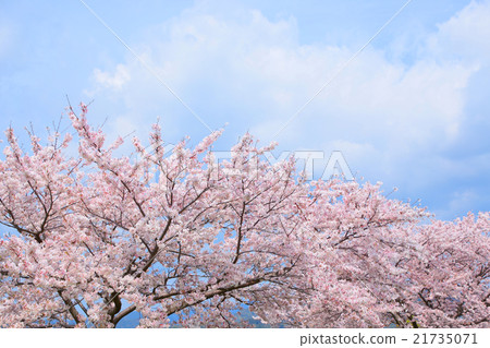 Sakura and sky 21735071