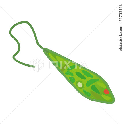 Midorimushi Midorimushi 21735118