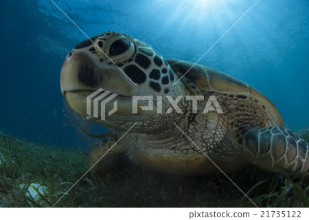 Turtle's face 21735122