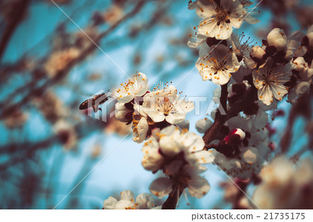 Spring and bee Spring and bee 21735175