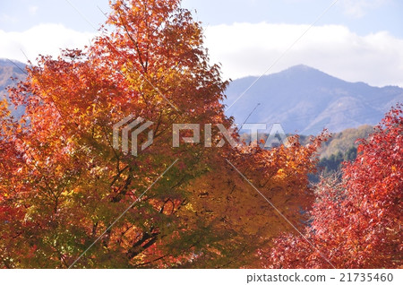 Autumn leaves and Honma no head 21735460