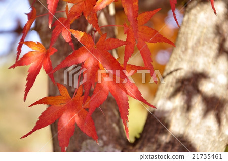 Red maple leaves 21735461