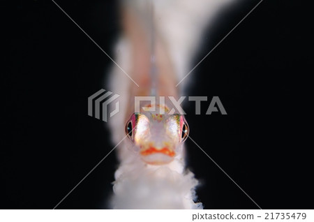 玻璃霧霾1 21735479