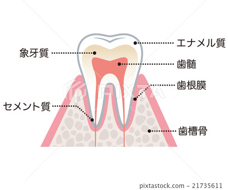 牙齒的結構名稱 21735611