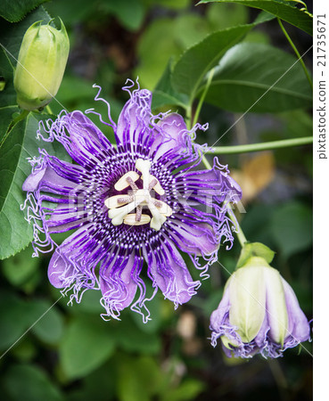 Macro photo of Passiflora incarnata in botanic garden, natural s Macro photo of Passiflora incarnata in botanic garden, natural s 21735671
