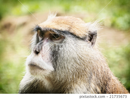 Patas monkey or Hussar monkey - Erythrocebus patas, animal portr 21735673