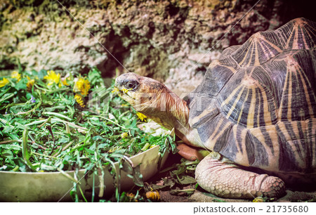 Radiated tortoise - Astrochelys radiata, animal portrait 21735680