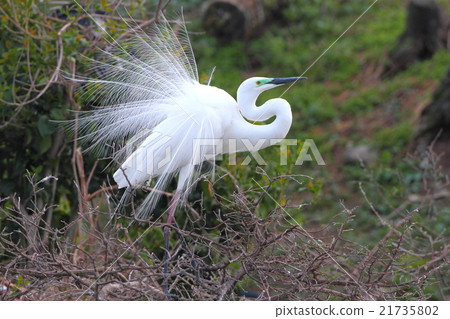 Beautiful Daisies of Breeding Feathers Beautiful Daisies of Breeding Feathers 21735802