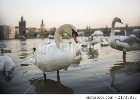Swans on Vltava river in Prague Swans on Vltava river in Prague 21735918