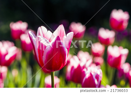鬱金香花海 21736033