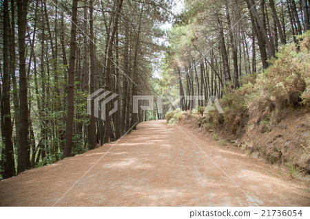 Road in coniferous forest 21736054